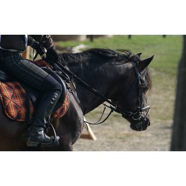 Equitation